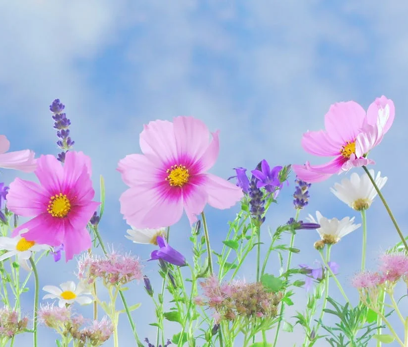 Delicate pink and purple flowers bloom under a clear blue sky.